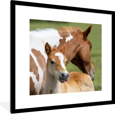 Produktbild von MuchoWow® Gerahmtes Poster Pferde - Fohlen - Gras 40x40 cm - Poster mit Schwarzem Bilderrahmen Wandposter Rahmen Foto Bilder - Poster - Plakat im Rahmen