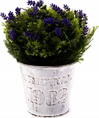 Zdjęcie produktu dla Kwiatek W Doniczce Ozdobna Roślina 18Cm