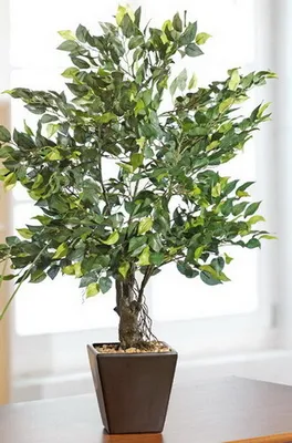 Produktbild von 1x Kunstpflanze Ficus Benjamini Tischläufer, Wohntextilien