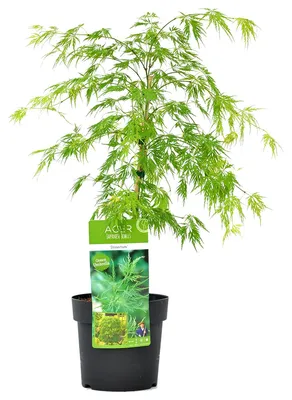 Zdjęcie produktu dla Bloomique - Acer Palmatum Dissectum - Klon palmowy - Liść zielony - Rośliny ogrodowe - Odporne na zimę - Wysokość 50-70 cm - Doniczka 19 cm