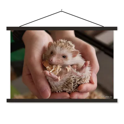 Produktbild von MuchoWow® Textilposter Kleiner Igel in den Händen 120x80 cm mit schwarzem Rahmen - Wanddeko