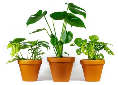 Obrázok produktu pre Gardners Set rastlín TRIO Monstera