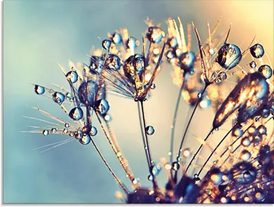 Produktbild von ARTland Glasbild Pusteblume Glitzertau Größe: 80x60 cm