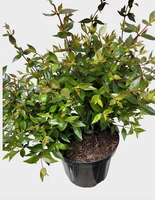 Image de Abelia grand. prostrata' - Abélia 25- 30 cm en conteneur