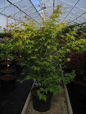 Produktbild von Acer palmatum Orange Dream - Fächerahorn Orange Dream - 80-100