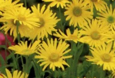 Produktbild von 6 x  Doronicum or. 'Magnificum' - Doronicum - Topf 9 x 9 cm