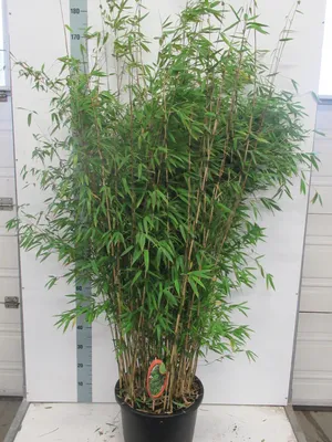 Produktbild von Fargesia obelisk C1 - 1 Liter - Aufrechter Gartenbambus Obelisk