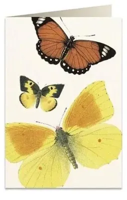 Immagine prodotto di Tassotti Blocco B6 con busta "Farfalle" Carta 200 g