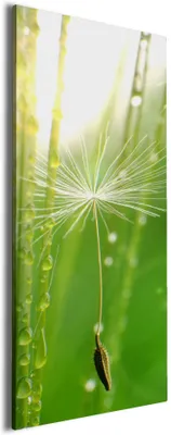 Produktbild von Wallario Premium Leinwandbild Pusteblume Nahaufnahme in Größe 30 x 75 cm
