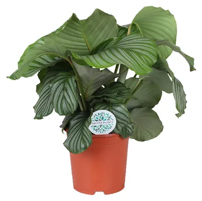 Immagine prodotto di Calathea orbifolia - 55-65cm - Ø21cm - Pianta d'appartamento - Sempreverde