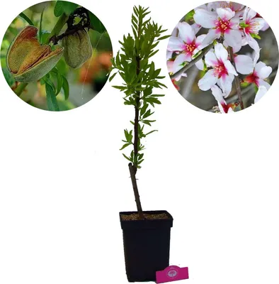 A collage showing an almond tree sapling in a pot, with close-ups of almonds on the branch and almond blossoms.