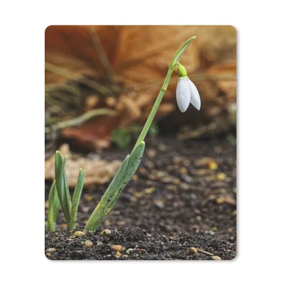 Produktbild von MuchoWow® Mauspad Mousepad Schneeglöckchen in einem Herbstgarten 30x40 cm - Mousepads - Maus Mat - Pad - Mausunterlage - Mausmatten