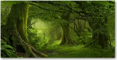 Produktbild von Tulup® Leinwandbild -100x50 cm - Wandkunst - Drucke auf Leinwand - Leinwanddruck  - Landschaften - Grün - Tropischer Dschungel