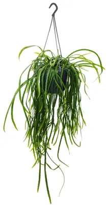 Produktbild von Hängender Kaktus - Lepismium bolivianum - Pfeiffera - Stachelloser Blattkaktus - 15cm Ampeltopf