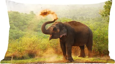 Produktbild von MuchoWow® Zierkissen Sofakissen Wohnzimmer Dekokissen 50x30 cm Elefant - Tiere - Wald - Bäume - Wohnzimmerdekoration - Polster mit Photo