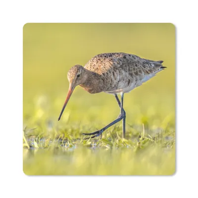 Produktbild von MuchoWow® Mauspad Mousepad Vögel - Gras - Landschaft - Uferschnepfe 20x20 cm - Mousepads - Maus Mat - Pad - Mausunterlage - Desk Mat - Bureauartikeln