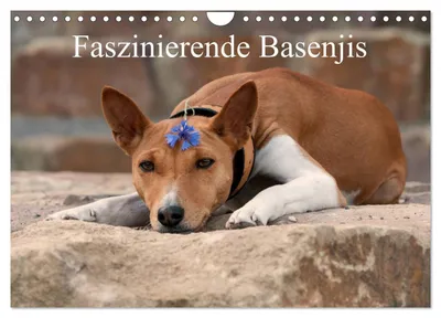 Produktbild von Faszinierende Basenjis (Wandkalender 2027 DIN A4 quer), CALVENDO Monatskalender