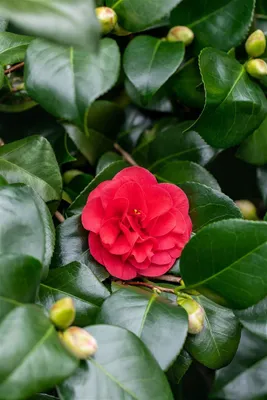 Produktbild von Camellia japonica 'Lady Campbell', Kamelie, rot, 40–60 cm