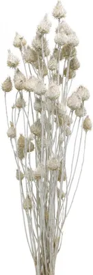 Produktbild von Weiße Trockenblumen Erdbeerdistel Dekoration 100g