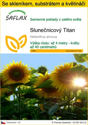 Obrázek produktu pro SAFLAX Kultivační sada - Slunečnicový Titan - Helianthus annuus - 20 Semena - S mini skleníkem, pěstebním substrátem a 2 květináči