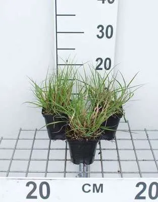 Image de 6 x Pennisetum alop. 'Gelbstiel' - Pissenlit - Pot 9 x 9 cm