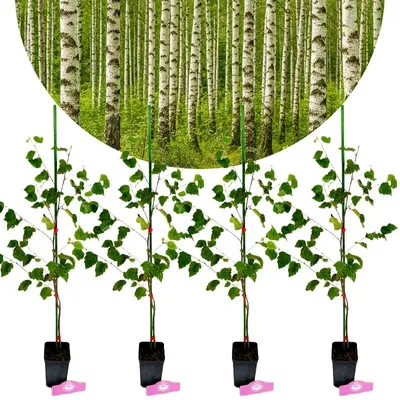 Produktbild von Set mit 4 Hängebirken (Betula pendula) – Höhe 60 cm – Topfgröße 9 cm
