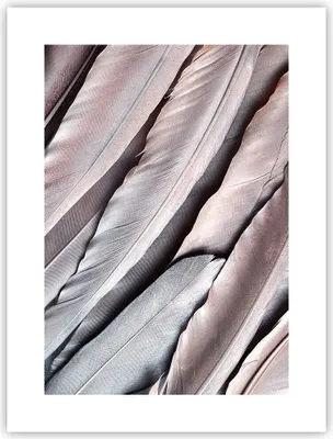 Produktbild von Poster - Poster ohne Rahmen - Federn Flügel Feder - 30x40 cm - Wand Bild - Wanddeko - Wandbilder - Kunstposter - Wandposter - Bilder - Kunstdruck - Wanddekoration - Wandbild - P2XPA30x40-5114