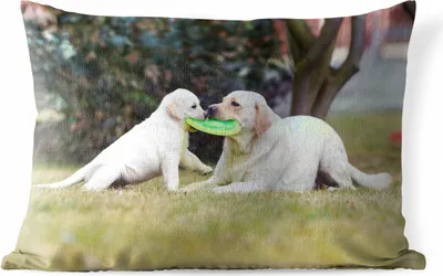 Produktbild von MuchoWow® Outdoor Kissen - Hund mit seinem Welpen und einem Frisbee - 50x30 cm - Wetterfest - Lounge Kissen - Sofa kissen - Wohnzimmer Dekoration