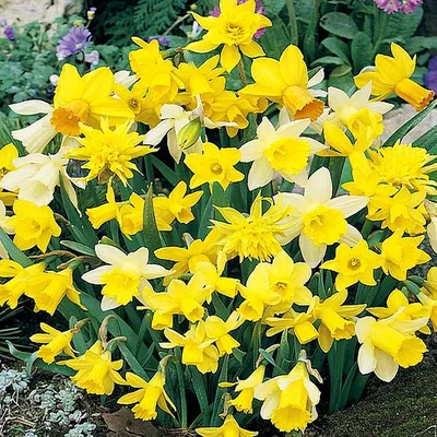 Zdjęcie produktu dla Narcyz Botaniczny Mix 10 szt. Narcyzy Cebulki Cebule Kwiatowe