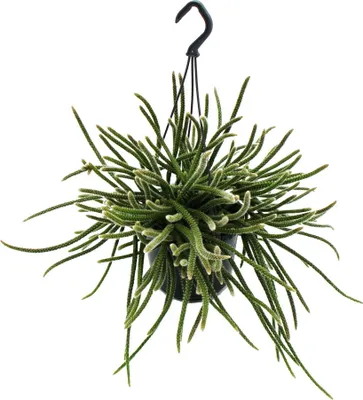 Obrázok produktu pre Urban Jungle Elegance Moderný kaktusový závesný kôš s ve?kou štruktúrou listov Rhipsalis baccifera horrida 15cm