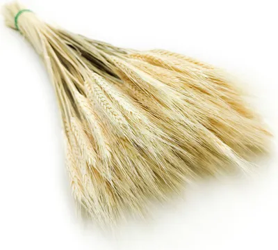 Produktbild von Triticale Getrocknete - Gebleicht