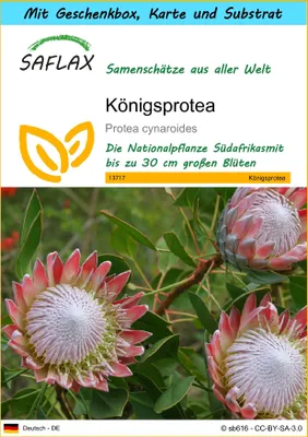Produktbild von SAFLAX Geschenk Set - Königsprotea - Protea cynaroides - 5 Samen - Mit Geschenkbox, Versandaufkleber, Geschenkkarte und Anzuchtsubstrat
