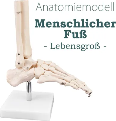 Obrázok produktu pre Anatómia Kostra Model životnej veľkosti Anatomické kosti členok kostry Model nohy ľudskej nohy Noha s pohyblivými kĺbmi Model nohy Medmod