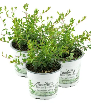 Produktbild von Enseleits 3er Set Cranberry Pflanze - Cranberries, Vaccinium macrocarpon