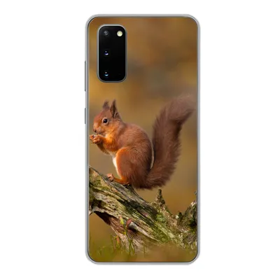 Produktbild von MuchoWow® Handyhülle Schutzhülle Hülle für Samsung Galaxy S20 Eichhörnchen - Baumstamm - Wald Silikon Softcase Handy Hülle - Bild