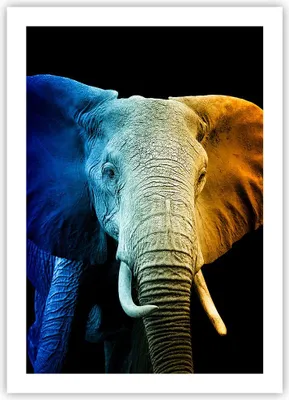 Produktbild von Poster - Poster ohne Rahmen - Bunt Elefant Fotografie - 50x70 cm - Wand Bild - Wanddeko - Wandbilder - Kunstposter - Wandposter - Bilder - Kunstdruck - Wanddekoration - Wandbild - P2XPA50x70-4768