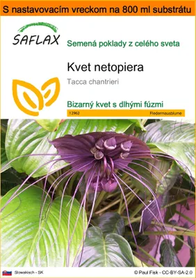 Obrázok produktu pre SAFLAX Garden in the bag - kvet netopiera - Tacca chantrieri - 10 Semená - S pestovateľským substrátom v praktickom samostaviteľnom vrecku