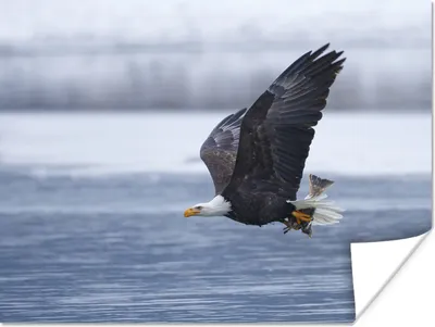 Produktbild von MuchoWow® Poster Vogel - Amerika - Amerikanischer Weißkopfseeadler - Weißgesichtsadler 120x90 cm - Wandbild