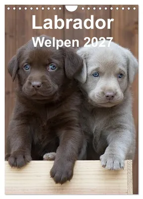 Produktbild von Labrador Welpen (Wandkalender 2027 DIN A4 hoch), CALVENDO Monatskalender