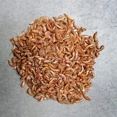 Produktbild von Insektus® Gammarus / Bachflohkrebse - Koifutter | 0,5 kg | Reptilienfutter |