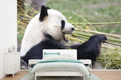 Produktbild von MuchoWow® Fototapete für Wohnzimmer oder Schlafzimmer Wandtapete Vinyl Motivtapete Pandabär - Tiere - Bambus - 360x240 cm - Vinyl-Tapete