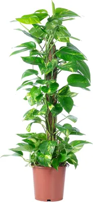 Image de Efeu "Moosstab", hauteur 80 cm, pot de 19 cm, idéal pour l'intérieur