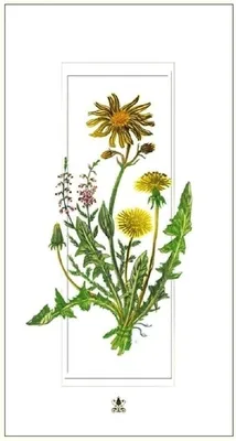 Produktbild von DaVinci-Karte 12x23 Mlecze G06 42A 325