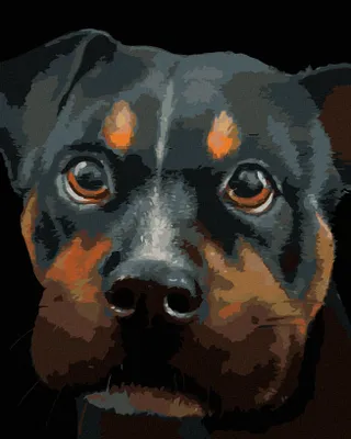 Produktbild von Zuty - Malen nach Zahlen - ROTTWEILER (MYROSLAVA VOLOSCHUK), 40x50 cm, ohne Keilrahmen