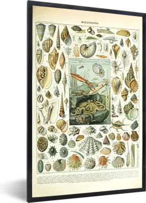 Produktbild von MuchoWow® Gerahmtes Poster Meerestiere - Muschel - Vintage - Meer - Adolphe Millot 60x90 cm - Poster mit Schwarzem Bilderrahmen Wandposter Rahmen Foto Bilder - Kunst