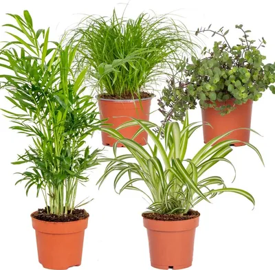 Produktbild von 4er-Mix - Haustierfreundliche Pflanzen - Cyprus Zumula - Callisia - Chamaedorea - Chlorophytum - Zimmerpflanzen - Höhe 20-40 cm - Topf 12 cm