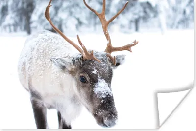 Produktbild von MuchoWow® Poster Hirsche - Rentiere - Schnee 60x40 cm - Schlafzimmerdekoration