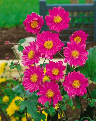 Produktbild von Anemone japonica 'Pamina', Herbst-Anemone, rosa, ca. 9x9 cm Topf
