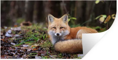 Produktbild von MuchoWow® Wandtattoo Wandsticker Wandaufkleber Fuchs - Wald - Tier 40x20 cm Selbstklebend und Repositionierbar - Aufkleber