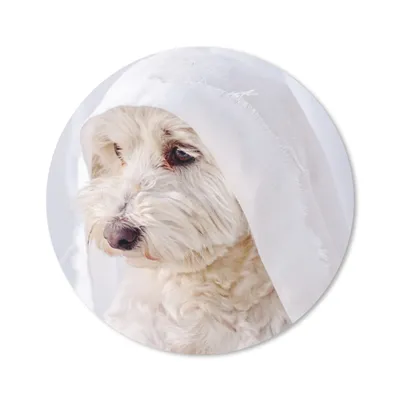 Produktbild von MuchoWow® Mauspad Mousepad Ein weißer Malteserhund schaut aus dem Fenster 40x40 cm - Mousepads - Maus Mat - Pad - Mausunterlage - Schreibtisch Accessoires